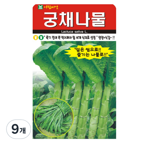 궁채나물 씨앗 줄기상추 궁채 뚱채 씨 종자, 9개