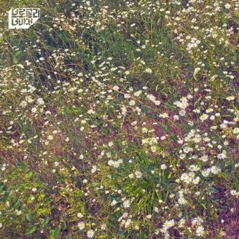 (CD) 브로콜리 너마저 - 잊어야 할 일은 잊어요 (Single Album) (LP Miniature), 단품