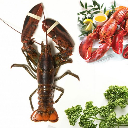 이강크랩 살아있는 활 랍스타 바닷가재, 1마리, 3.0kg