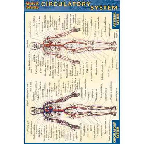 Circulatory System Reference Guide, Quickstudy