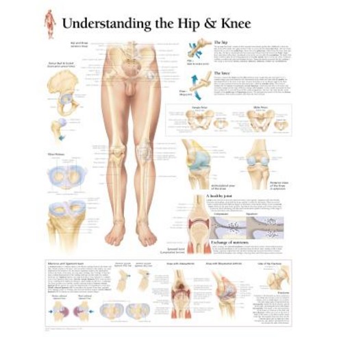 Understanding the Hip & Knee Chart: Laminated Wall Chart Other ...