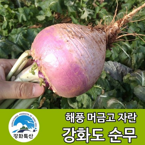 강화도토박이 강화 순무 순무김치 봄 강화도, 생순무 5kg (무…, 1박스