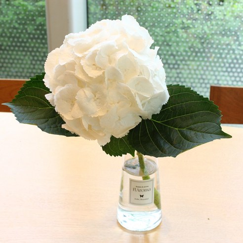 플라로마 수국 생화 한송이 당일발송가능 생일선물 인테리어꽃 셀프돌상 셀프 플라워샤워 전국꽃배달, 화이트