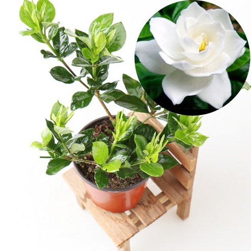 갑조네 만데빌라 인테리어식물 공기정화식물 꽃화분 꽃있는 식물, 만데빌라(소품), 1개