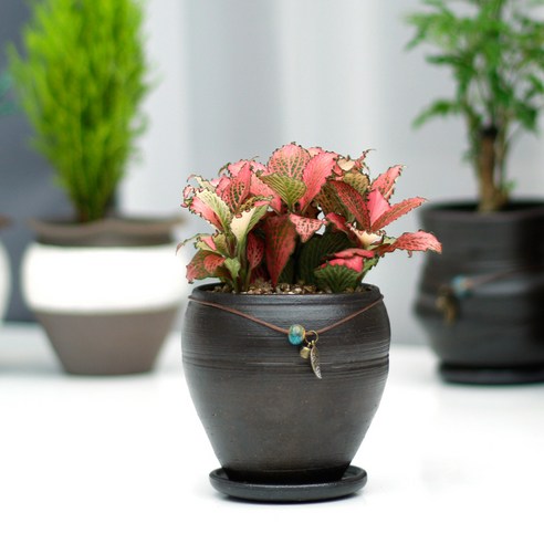 아침향기 공기정화식물 옹기화분, 09.핑크스타