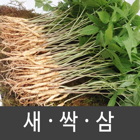 장성 새싹삼 새싹인삼 특 대 중 소, 1box, 소 (70뿌리)