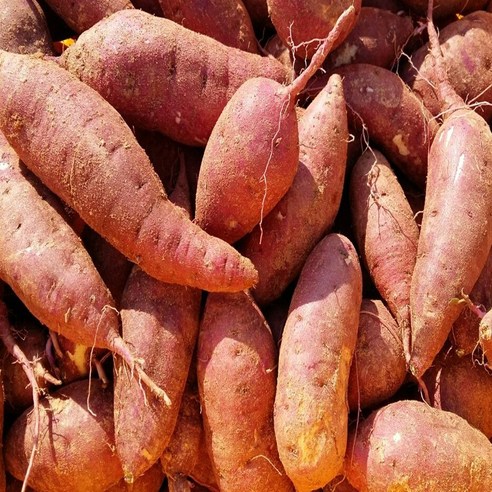 지리적 표시 땅끝 해남 금호영농조합 꿀당도 꿀고구마, 1박스, 한입사이즈 3kg