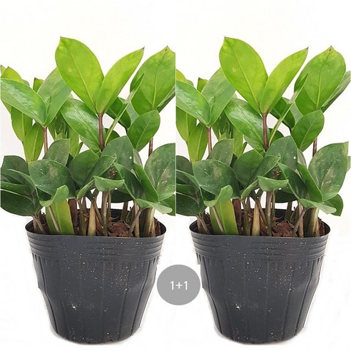 트리랜 1+1 부귀를 드리는 금전수 돈나무, 01.1+1 금전수129c25 1개