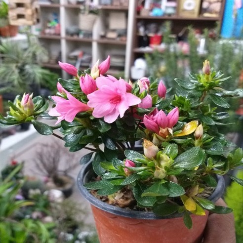 삭막한 일상에 찾아온 핑크빛 설렘, 방울철쭉 키우기 도전! 방울철쭉