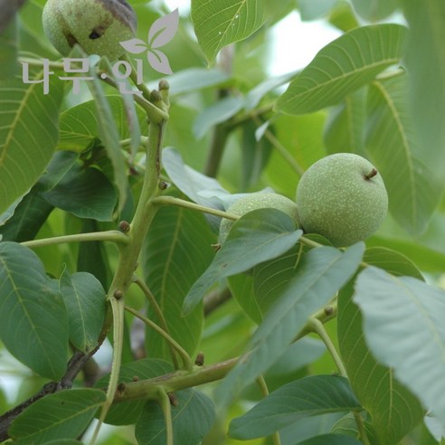 미래를 심는 특별한 경험, [나무인] 왕호두나무 묘목