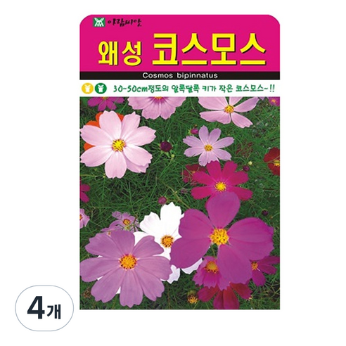 왜성 코스모스 씨앗 꽃 씨 종자, 4개