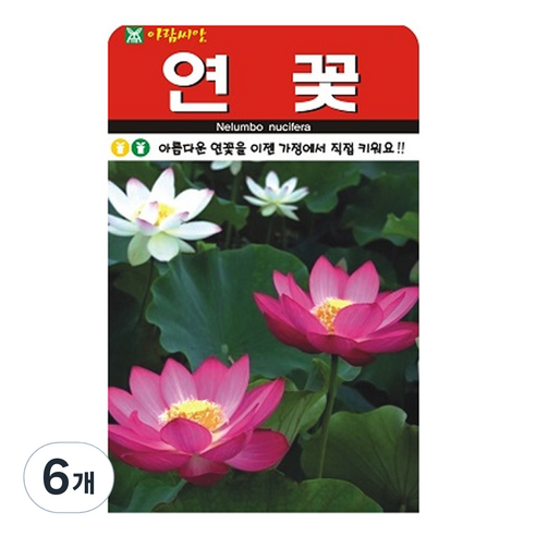 연꽃 씨앗 꽃 씨 종자, 6개