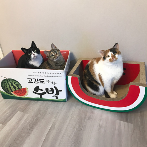 캣스튜디오 수박 콤보 고양이, 혼합색상, 1개
