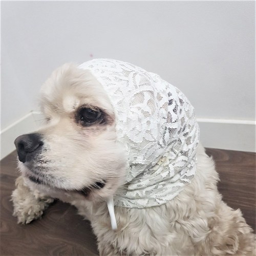 강아지귀교정