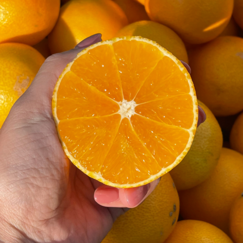 제주삼촌 수확후 바로 발송 고당도 제주 노지 황금향, 노지 황금향 5kg 중과, 1개