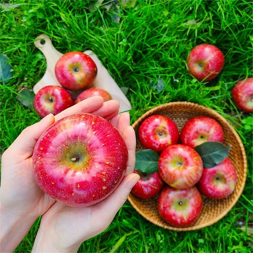 백화점 납품농장 얼음골 부사 감홍 사과, 1박스, 가정용 5kg (12-16과)