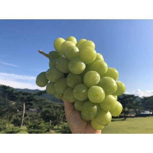 영천산 프리미엄 망고포도 씨없는 샤인머스켓, 2kg(2~3수) 특품 선물포장, 1개