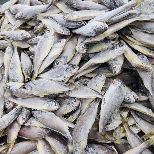 경영푸드 서해안 반건조 참조기 국내산, 1개, 500g 1팩 14마리 내외