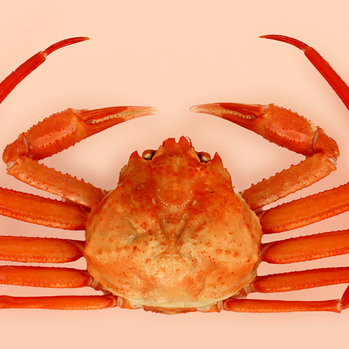 [포항 산지직송] 2024 제철 연지 홍게 자숙 구룡포 포항 2kg 홍게찜 새벽조업 오전 당일출발, 1개, 실속형[육수용] 3kg(7-10미) 수율50%