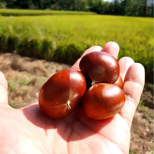 산지꾼 국내산 햇 알밤, 1개, 3kg