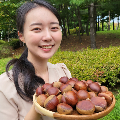 알밤칼집