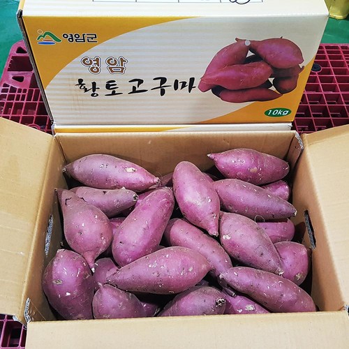 영암 명품 고구마 달콤 꿀고구마, 10kg(대), 1개