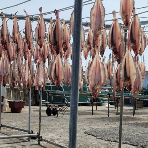 감포 울산 반건조 가자미 물가자미 미주구리 참가자미 조림 구이 10미 15미 20미, 1개, 02. 1.1kg/26cm내외(15미)