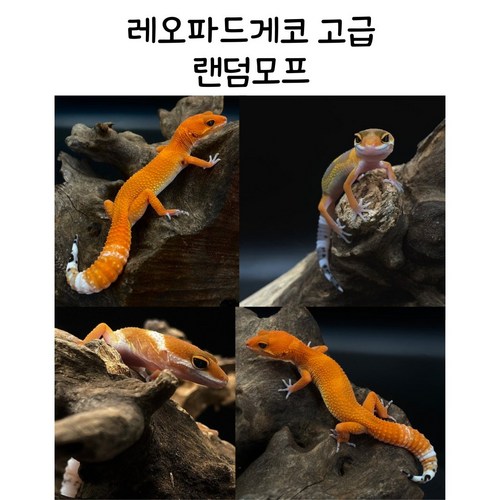 도마뱀집