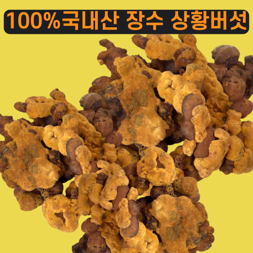 상황버섯