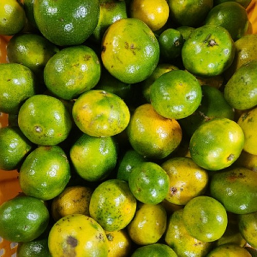 제주 햇 감귤 노지 저농약 감귤 로얄 특품 중대과 소과, 1박스, 못난이 3kg