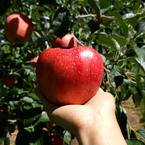 꿀당도 홍로 사과 부사사과 가정용 흠과 못난이 쥬스용, 1박스, 6kg 쥬스용