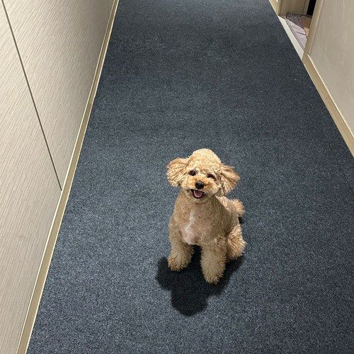 원펫 강아지매트 논****** 슬개골탈구 예방 미끄럼방지 카펫트형 애견 펫매트 고양이매트, 1개, 진회색