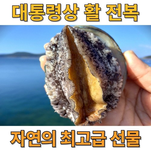 직거래 완도 활 전복, 1박스, 1kg 중대전복(12~13미)
