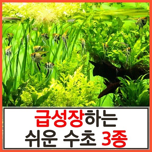 로탈라