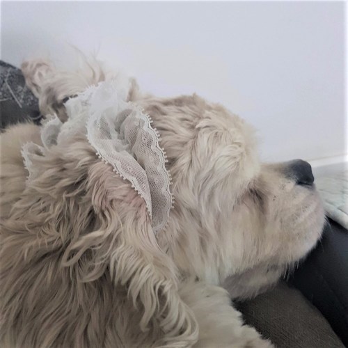 강아지귀교정