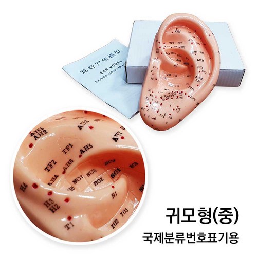 이침모형