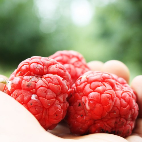 세상모든농부 직거래농민장터 햇 구지뽕 열매 꾸지뽕 생과 5kg 특품, 꾸지뽕 5kg, 1개