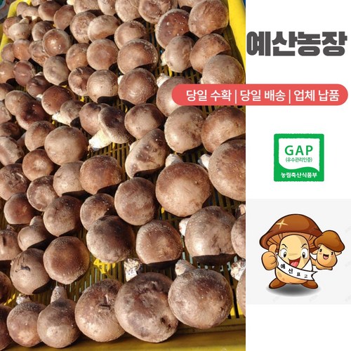 [산지직송 ] [당일수확] [GAP인증] 생표고버섯 동고/중품/실속 가정용 육수용 가루용 김장용 대량용 다시용 예산표고, 7kg, 1개