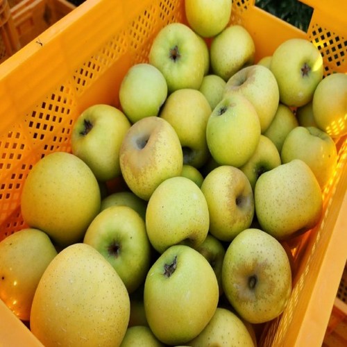 당도선별 산지직송 꿀과즙 홍로사과 시나노골드, 1박스, 5kg