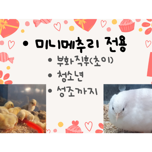 메추리산란사료