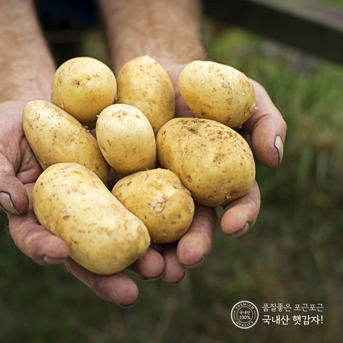 지금수확중 24년 수미 햇 감자 2kg 3kg 5kg 10kg 하우스햇감자 제주감자 간식 수미감자, 2kg (대), 1개