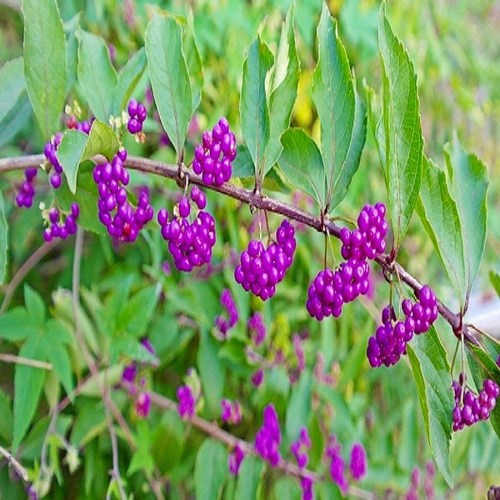 충주원예조경 / 좀작살나무 / 1m, 1개