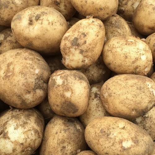 [초록이네] 햇감자 포슬포슬 국내산 수미감자, 1개, 3kg(특)