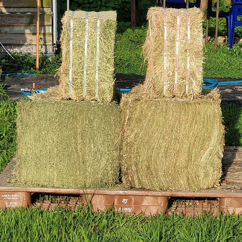 염소 말 알파카 기니피그 친칠라 건초 티모시 대용량건초, 1개, 3kg