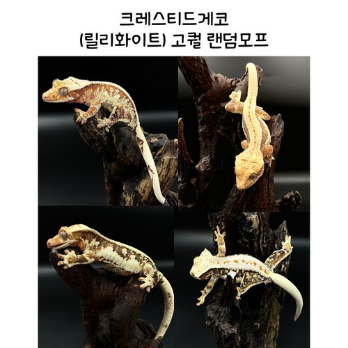 도마뱀유목