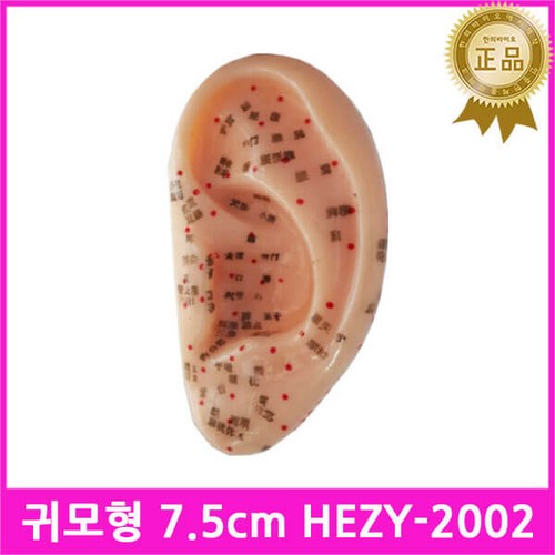 이침모형
