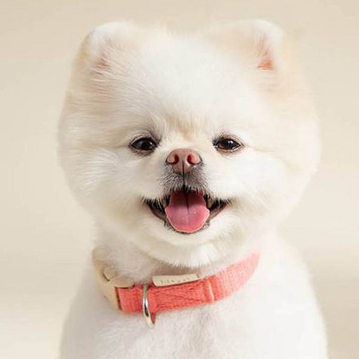 힛찌 강아지 초경량 부드러운 목줄