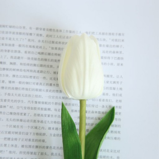 가팡 드라이플라워 TESI060