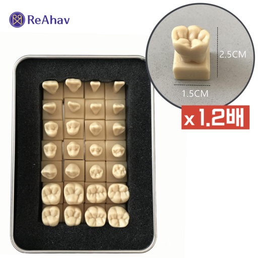 레아하브 덴트박스 1.2배 치아모형