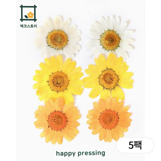 체크스토리 압화 마가렛컬러링 5팩묶음 압화팩 조화 수업재료 방과후수업 자연물놀이
